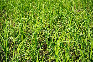 《魔农传记》开启免费DLC季 每周赠送1款免费皮肤