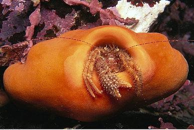 《WHAT THE CAR?》Steam页面上线 年内发售