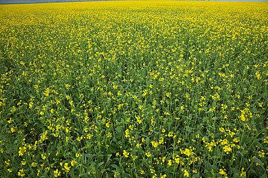 Monolith参与《塞尔达传说：王国之泪》开发工作