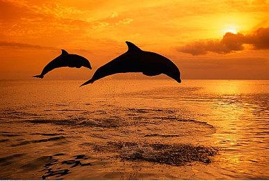 视觉小说《海市蜃楼之馆 游魂归梦》NS版 现已开启预购